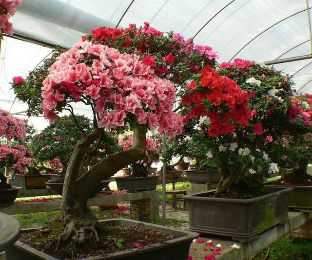 家养杜鹃花，土壤条件很重要，花朵围着花盆绽放，太美了