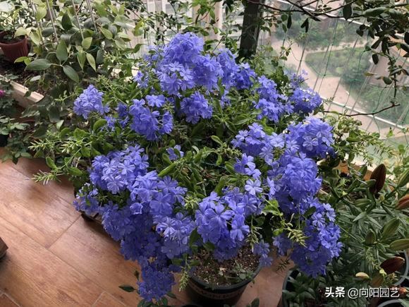 立春养蓝雪花，多“剪枝”，后“追肥”，花芽长的快，花量翻倍