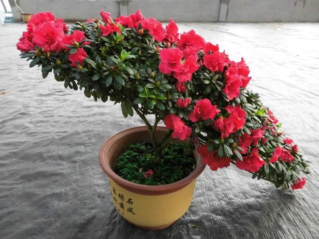 家养杜鹃花，土壤条件很重要，花朵围着花盆绽放，太美了