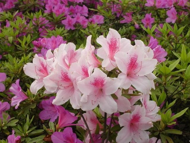 家养杜鹃花，土壤条件很重要，花朵围着花盆绽放，太美了