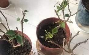 新扦插成活的“小三”如何促进主干长粗？园艺老师傅教您这么做