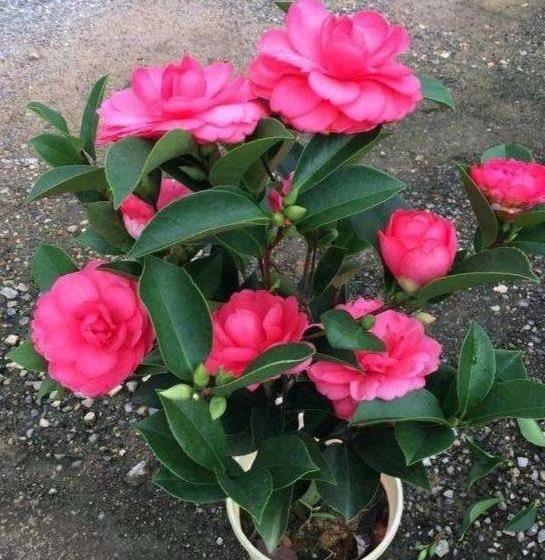 盆栽花长叶芽就枯死怎么办？学会换盆、旧土翻新，养啥花都不愁