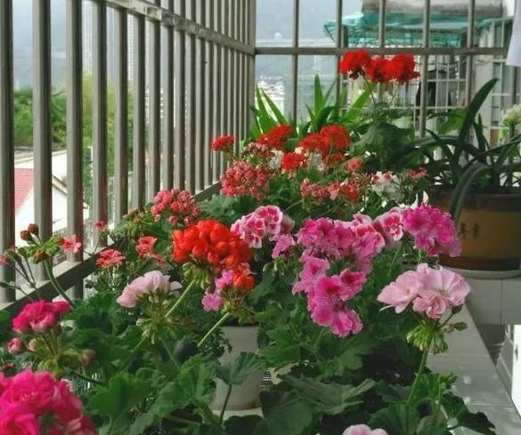家庭种植天竺葵该如何养？将4方面做到位，繁殖、开花不成问题