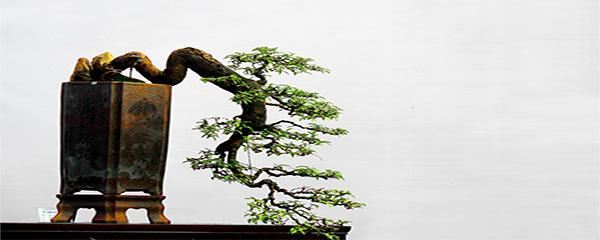 盆景初学入门技巧