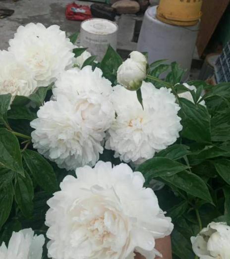 家养芍药，想开出华美大花团，一定记得春天做这事