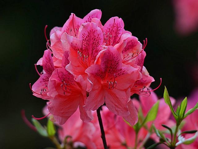 家养杜鹃花，土壤条件很重要，花朵围着花盆绽放，太美了