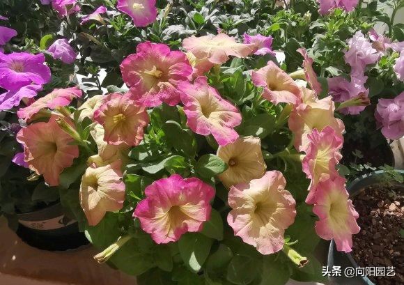 阳台种盆矮牵牛，易种植花色多，开成“花瀑布”，吊在空中非常美