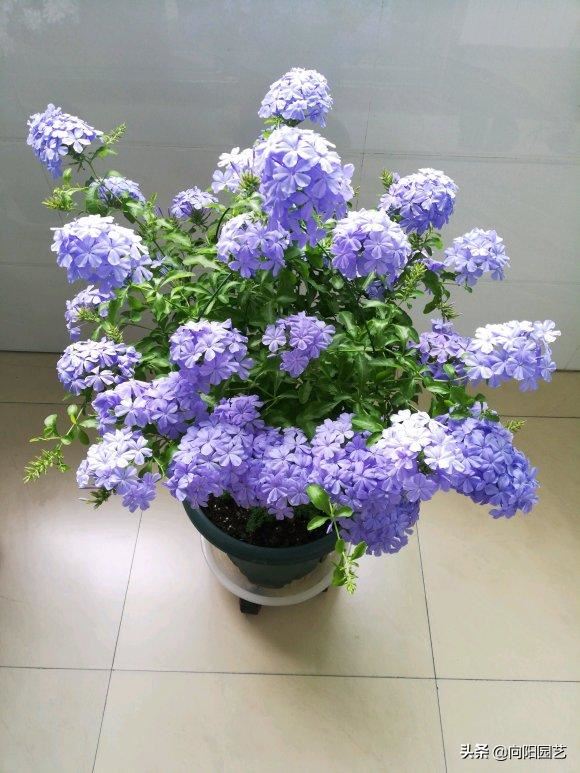 立春养蓝雪花，多“剪枝”，后“追肥”，花芽长的快，花量翻倍