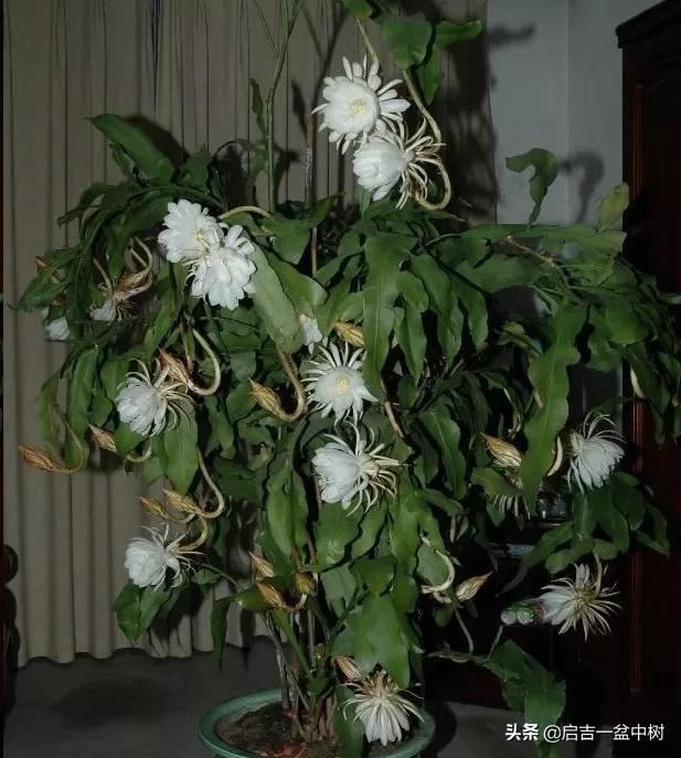 盆栽昙花应该如何种植？做好这5点，一年长成树，开花超多！