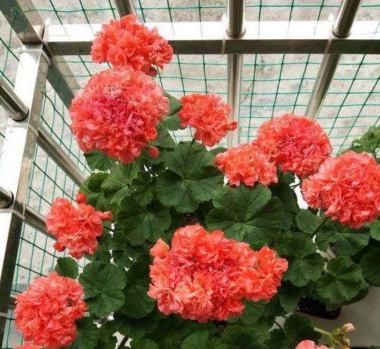 家庭种植天竺葵该如何养？将4方面做到位，繁殖、开花不成问题