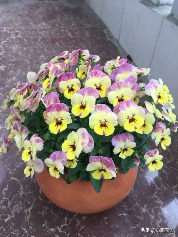 阳台养盆三色堇，能开3种颜色，50天就开花，轻松开爆花盆