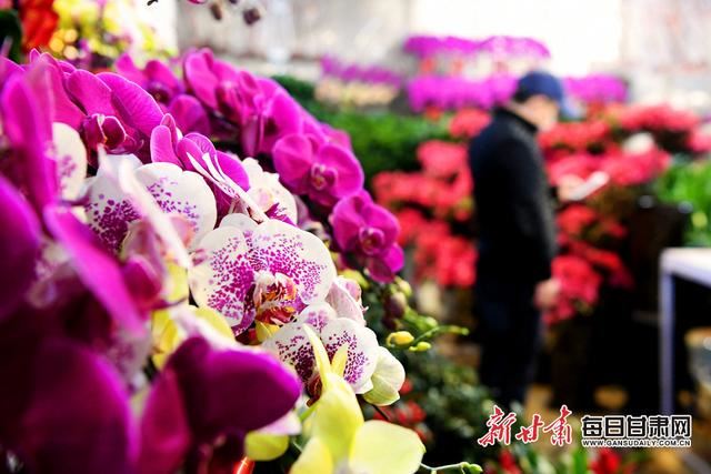 「抓好防控 复工复产」万紫千红报春来！兰州花卉市场开市迎客