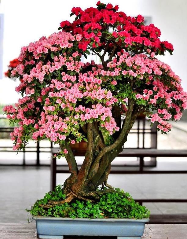 如何正确盆栽杜鹃？掌握5个小妙招，10年不换盆照样月月花满枝
