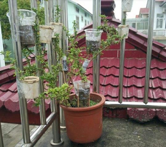 三角梅拉根枝条压一压，很快就生根，比扦插更好成活