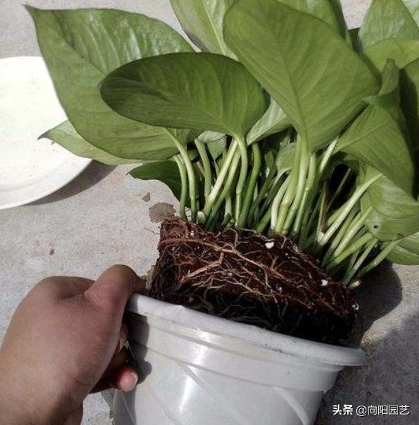 绿萝太狠了，整盆土都吃了，花盆都撑烂了，再不换盆就“爆了”