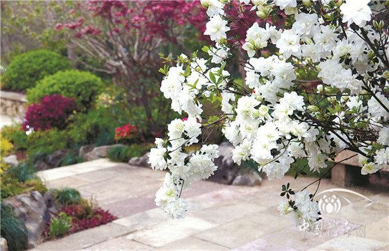 北京世园会浙江园植物应用解析 科技成就植物之美 北京世园会浙江园植物应用解析 科技成就植物之美