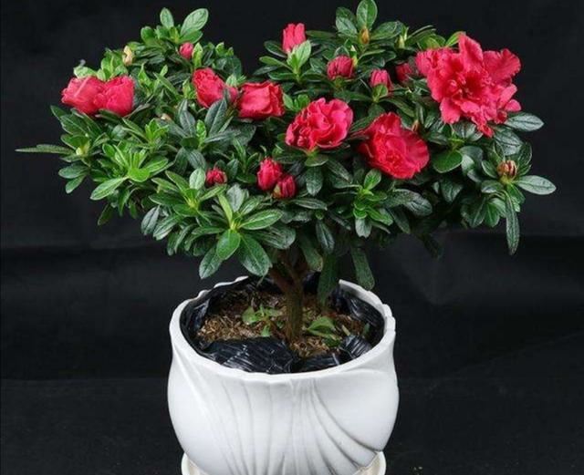 养茶花、杜鹃，自制酸性培养土，长得旺开花多，减少黄叶