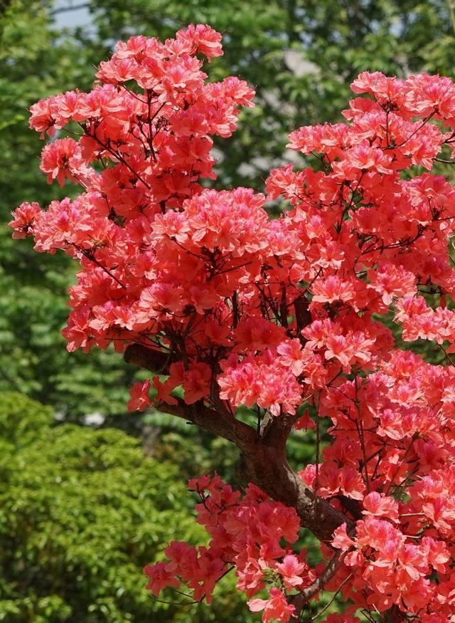家养杜鹃花，土壤条件很重要，花朵围着花盆绽放，太美了