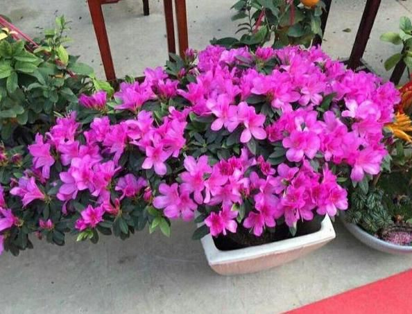 如何正确盆栽杜鹃？掌握5个小妙招，10年不换盆照样月月花满枝