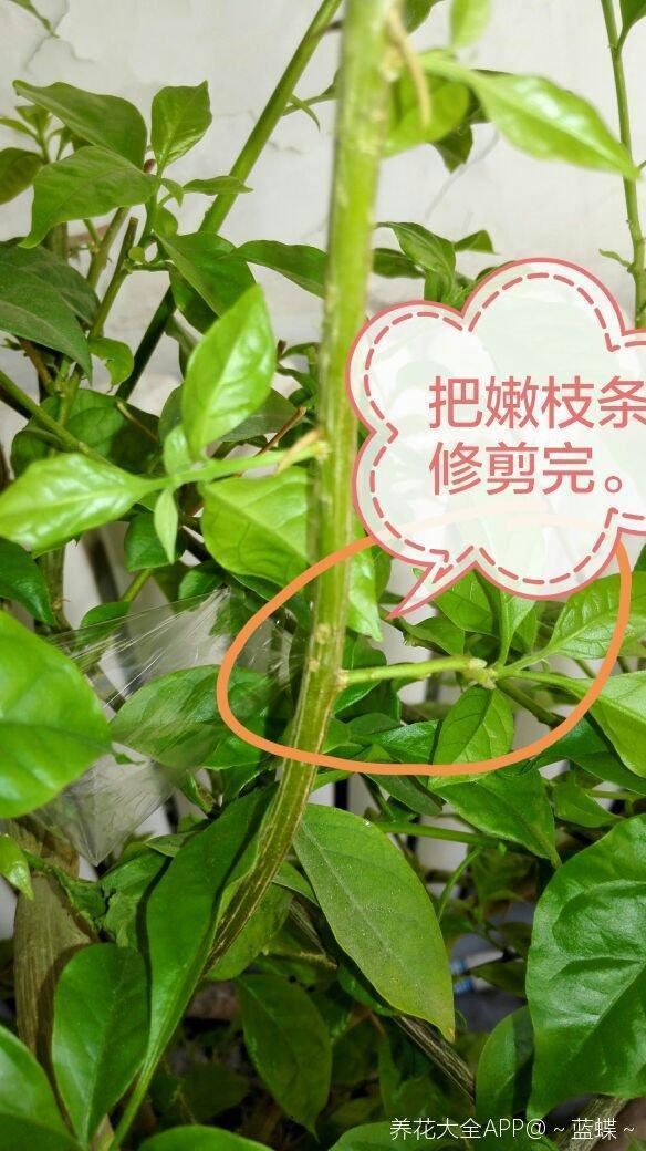 三角梅拉根枝条压一压，很快就生根，比扦插更好成活
