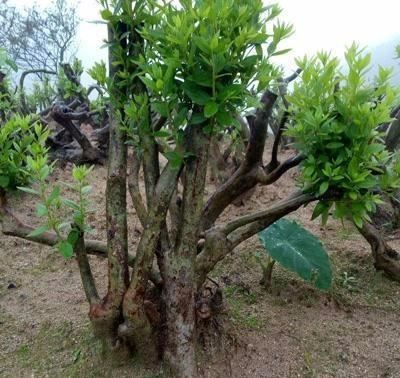 映山红栽种多久可以施肥？应怎么操作？