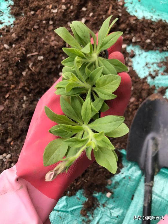 阳台种盆矮牵牛，易种植花色多，开成“花瀑布”，吊在空中非常美
