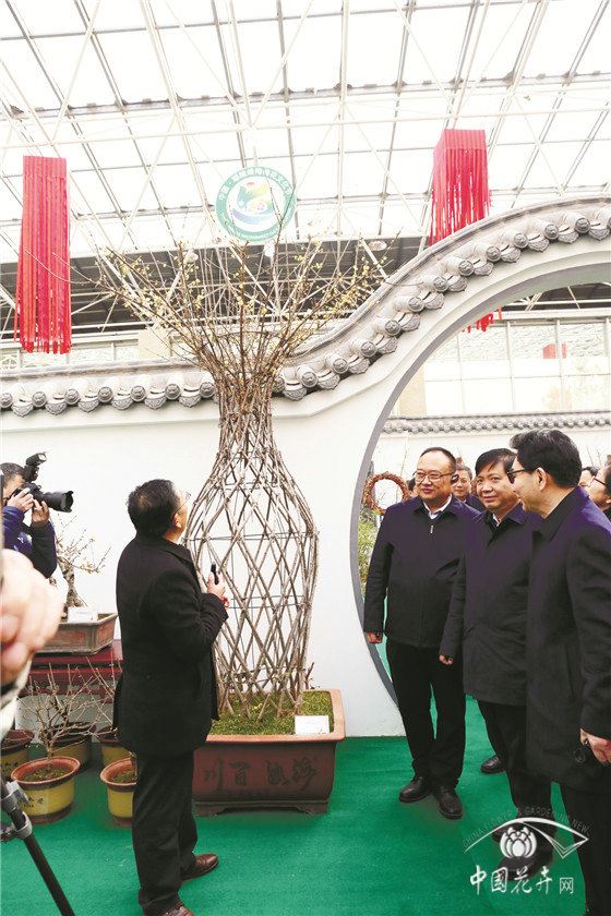 鄢陵蜡梅产业历久弥新靠什么? 鄢陵蜡梅产业历久弥新靠什么?