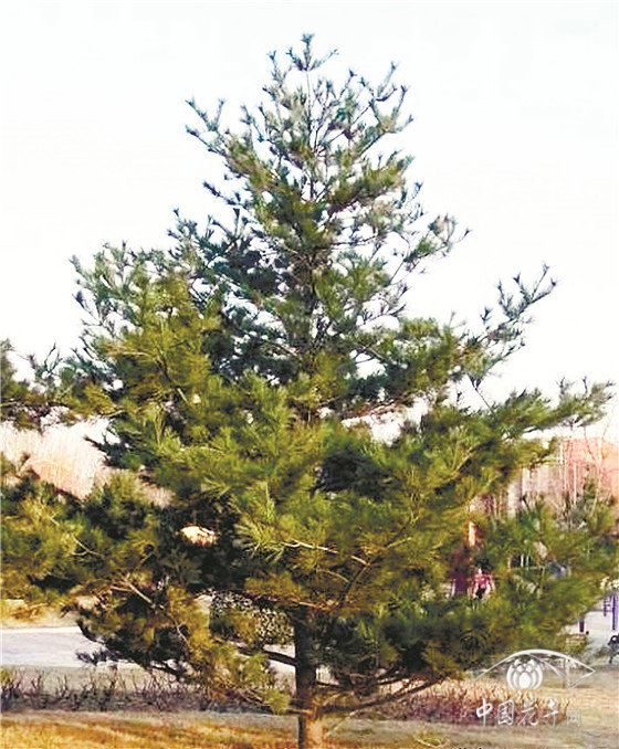 黑松、油松你辨得清吗？