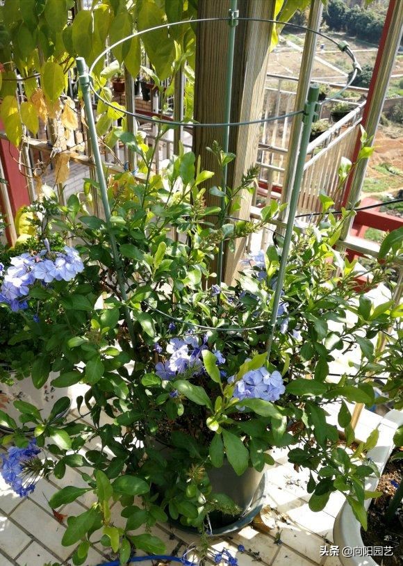 立春养蓝雪花，多“剪枝”，后“追肥”，花芽长的快，花量翻倍