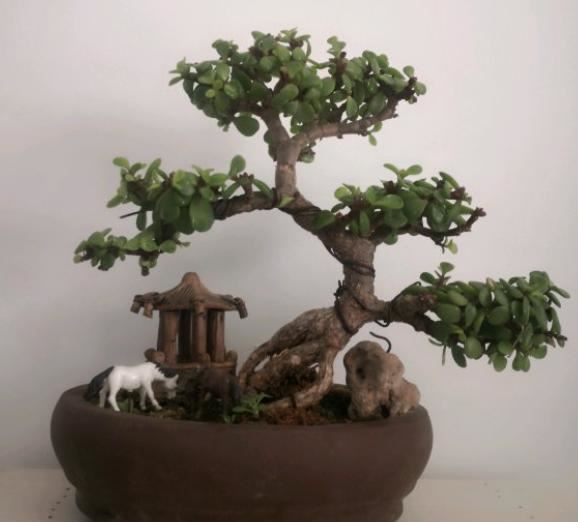 金枝玉叶什么时节适合换盆？什么时节适合修剪？你了解多少？