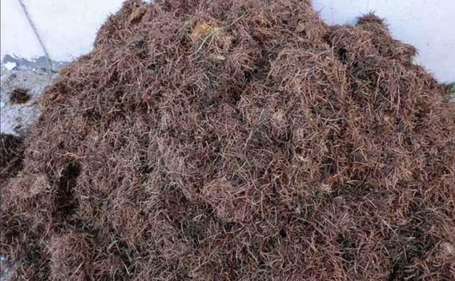 养茶花、杜鹃，自制酸性培养土，长得旺开花多，减少黄叶