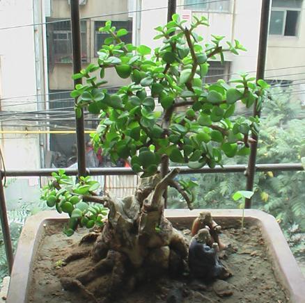 金枝玉叶什么时节适合换盆？什么时节适合修剪？你了解多少？