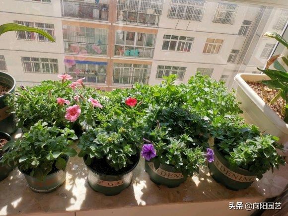 阳台种盆矮牵牛，易种植花色多，开成“花瀑布”，吊在空中非常美