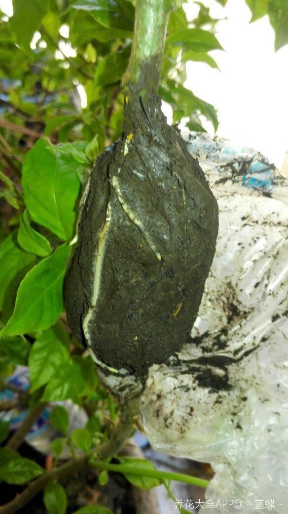 三角梅拉根枝条压一压，很快就生根，比扦插更好成活
