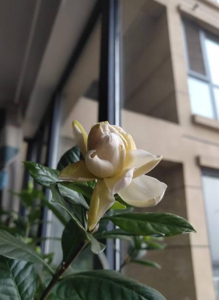 栀子花开香又白，这么养能让它旺上加旺，邻居都羡慕