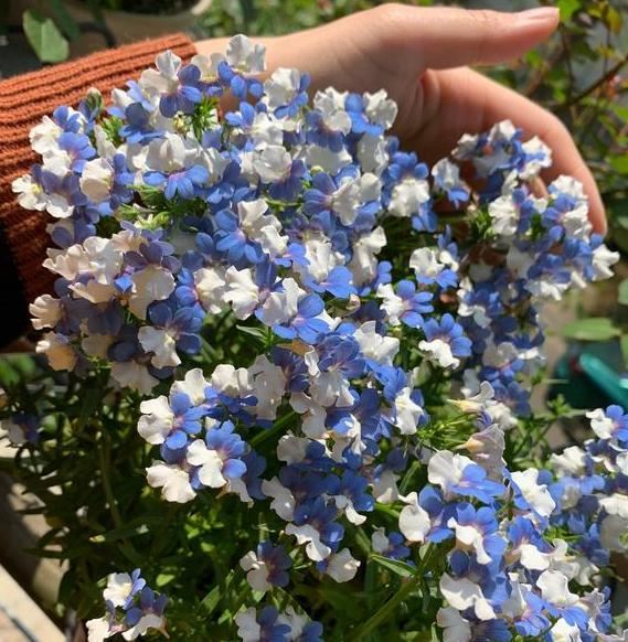 盆栽花草该掌握哪些知识点？5个小诀窍，让新手养花不再犯难