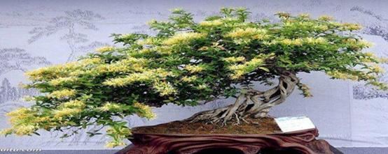 金银花盆景栽培技术