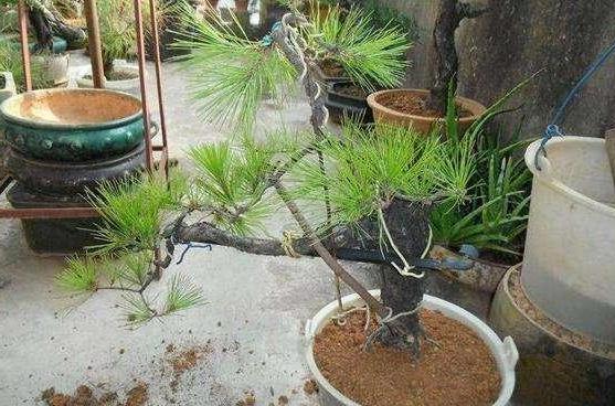 盆栽花长叶芽就枯死怎么办？学会换盆、旧土翻新，养啥花都不愁