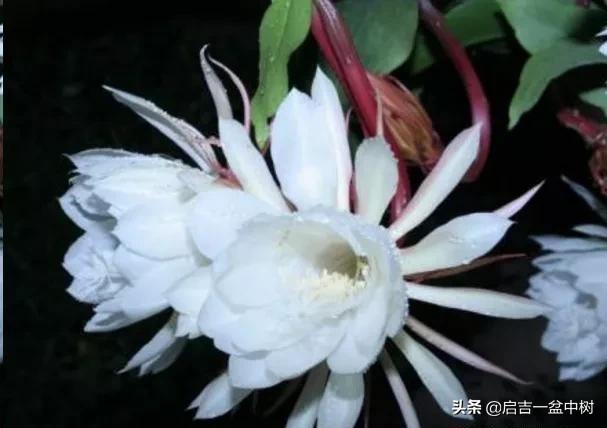 盆栽昙花应该如何种植？做好这5点，一年长成树，开花超多！