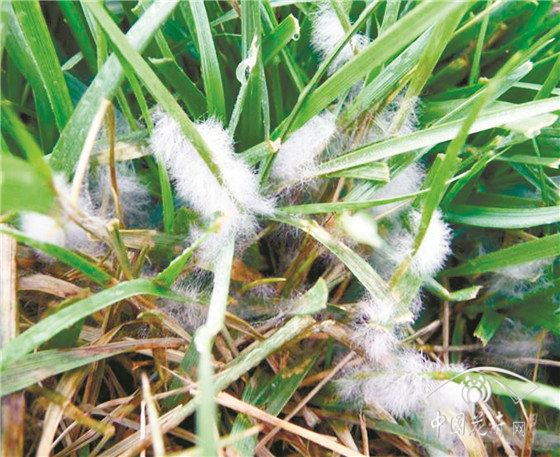 草坪常见病虫害判定及防治方法