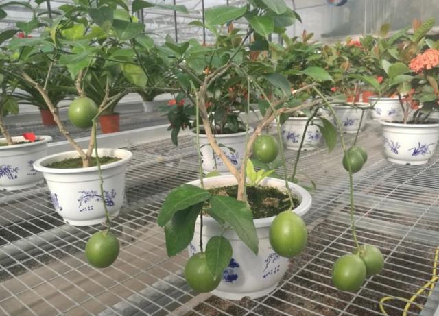 抑郁失眠的人该养什么花卉？当首选柠檬、薰衣草，既好看又好养