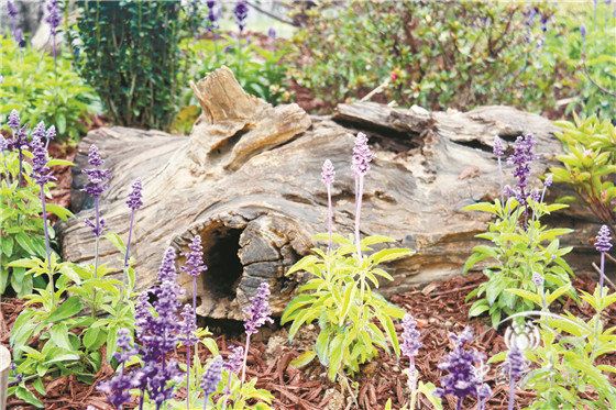 北京世园会浙江园植物应用解析 科技成就植物之美 北京世园会浙江园植物应用解析 科技成就植物之美