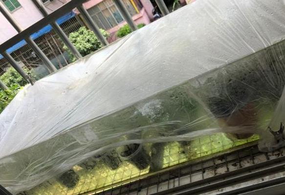 在家扦插三角梅、四季海棠，按照3步要求做，来年春天就开花