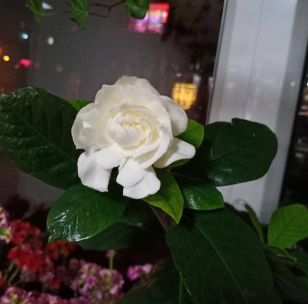 栀子花开香又白，这么养能让它旺上加旺，邻居都羡慕