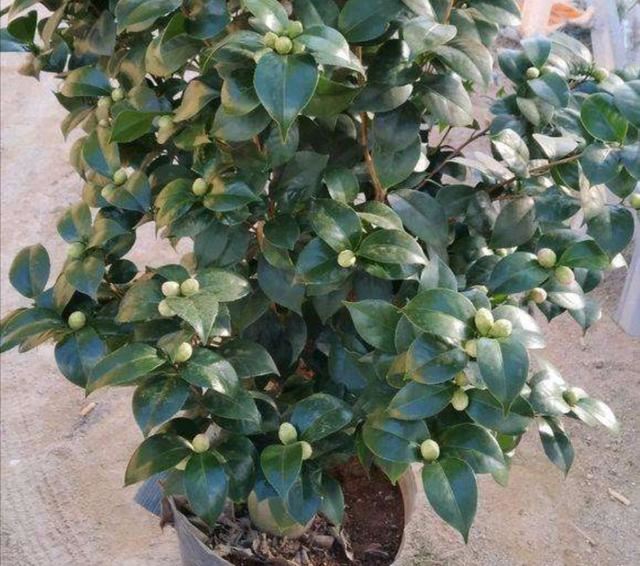 养茶花、杜鹃，自制酸性培养土，长得旺开花多，减少黄叶