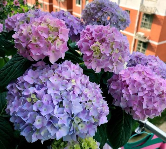 春天养花别手贱，别乱修剪，这些花剪了，就坏了