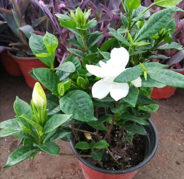 养茶花、杜鹃，自制酸性培养土，长得旺开花多，减少黄叶