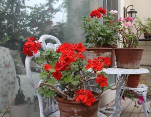 家庭种植天竺葵该如何养？将4方面做到位，繁殖、开花不成问题