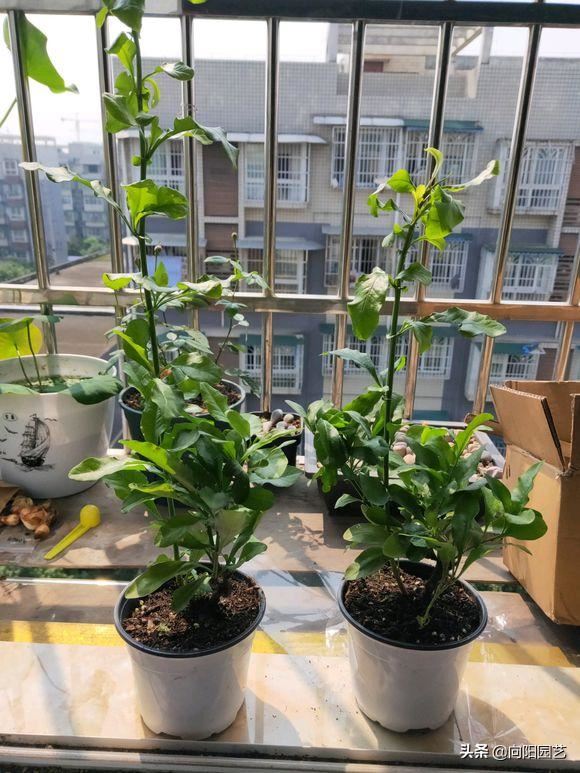 立春养蓝雪花，多“剪枝”，后“追肥”，花芽长的快，花量翻倍