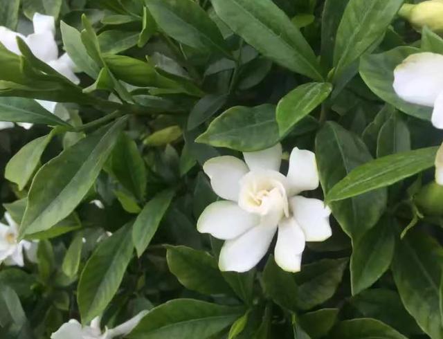 栀子花开香又白，这么养能让它旺上加旺，邻居都羡慕